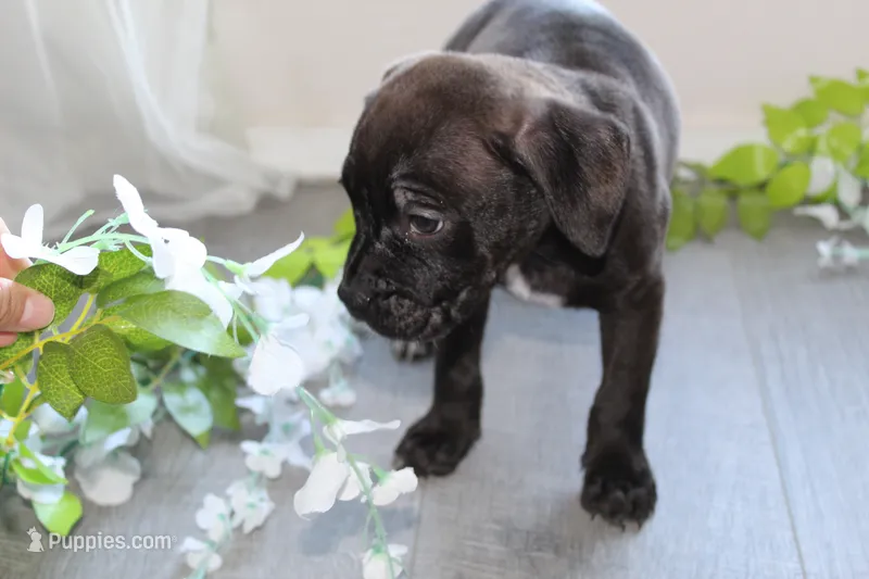 Gamora – American Bully puppy for sale in Ceres, CA