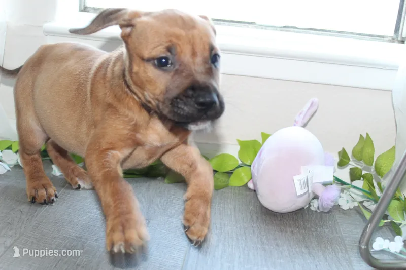Nebula – American Bully puppy for sale in Ceres, CA
