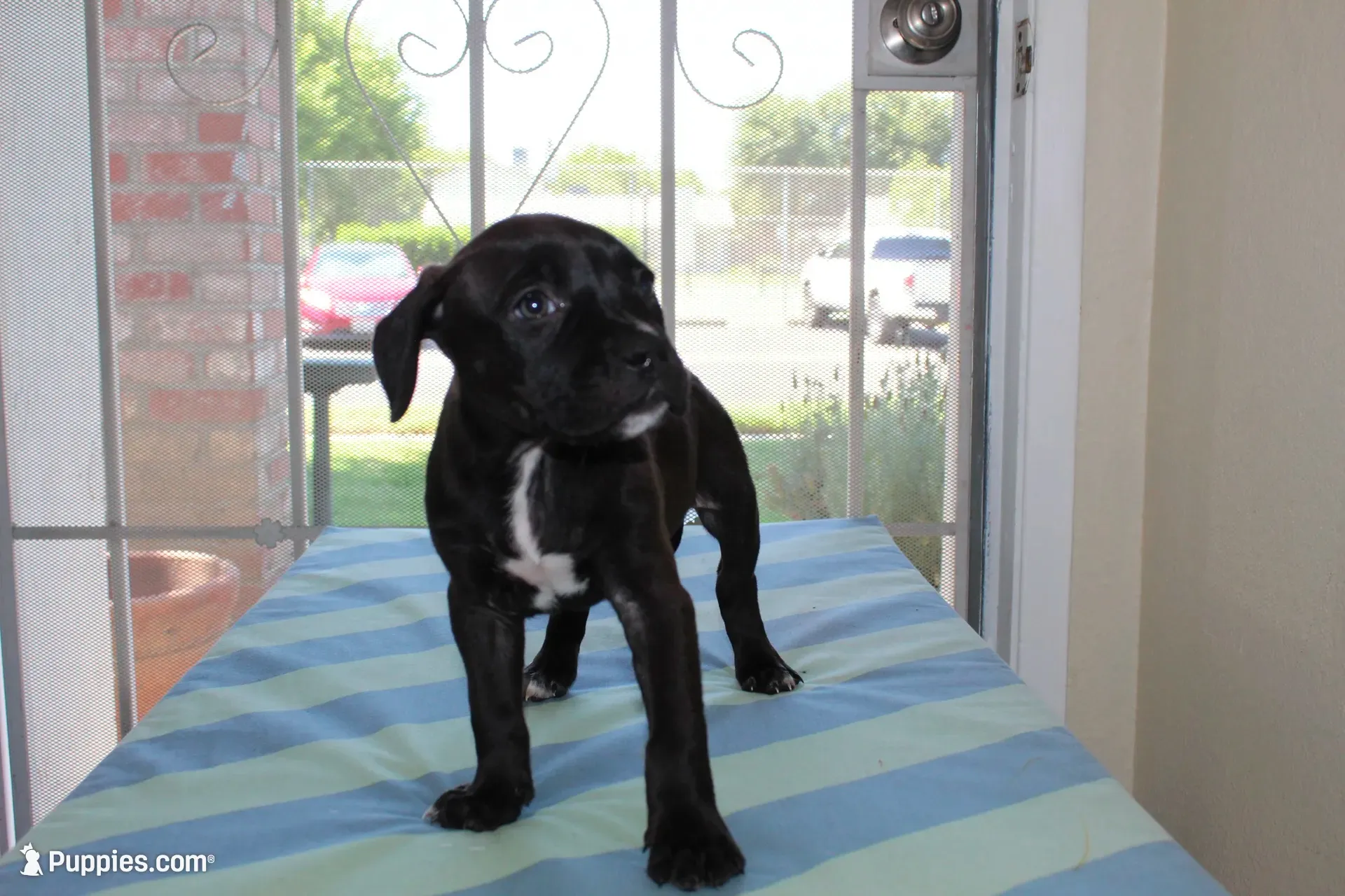 Gamora, a female American Bully for sale in Ceres, CA – 3 of 3