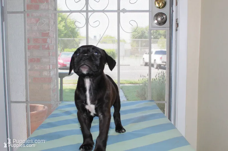 Gamora – American Bully puppy for sale in Ceres, CA