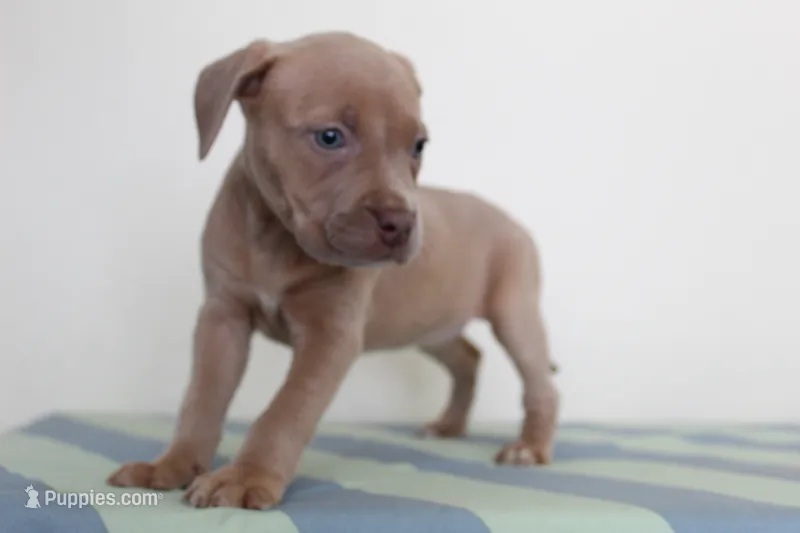 Storm – American Bully puppy for sale in Ceres, CA
