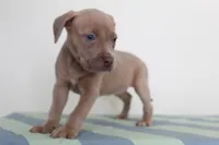 Storm, a female American Bully for sale in Ceres, CA – 1 of 3