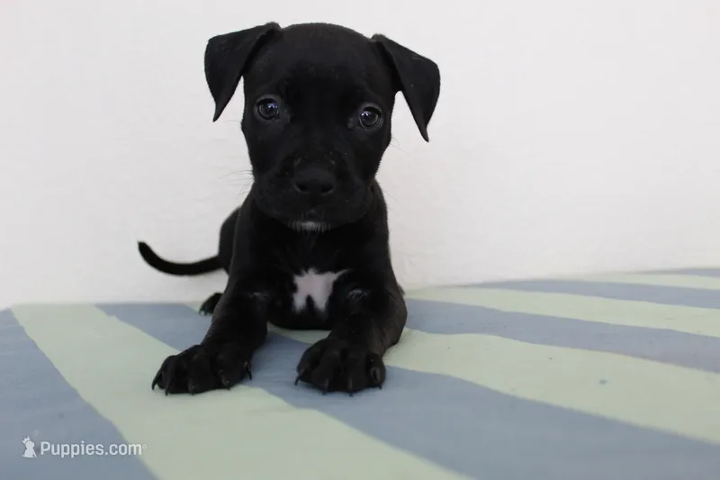 Black Widow – American Bully puppy for sale in Ceres, CA