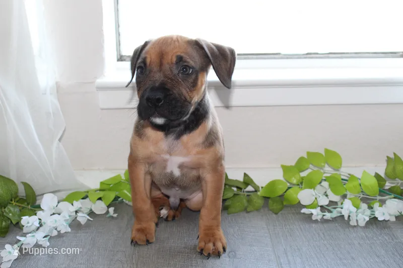 Hulk – American Bully puppy for sale in Ceres, CA