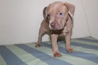 Storm, a female American Bully for sale in Ceres, CA – 3 of 3