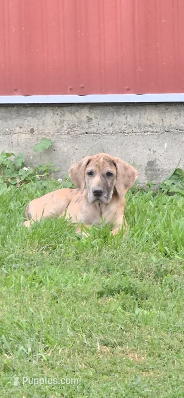 Cash – Great Dane puppy for sale in Blue Earth, MN