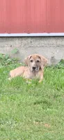 Cash, a male Great Dane for sale in Blue Earth, MN – 2 of 3