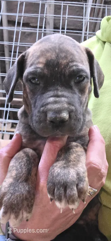 Dakota , a female Great Dane for sale in Blue Earth, MN – Photo 1 of 1
