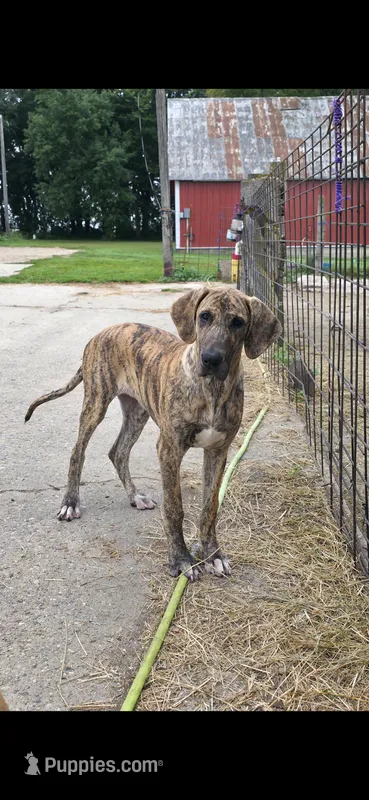 Sage – Great Dane puppy for sale in Blue Earth, MN