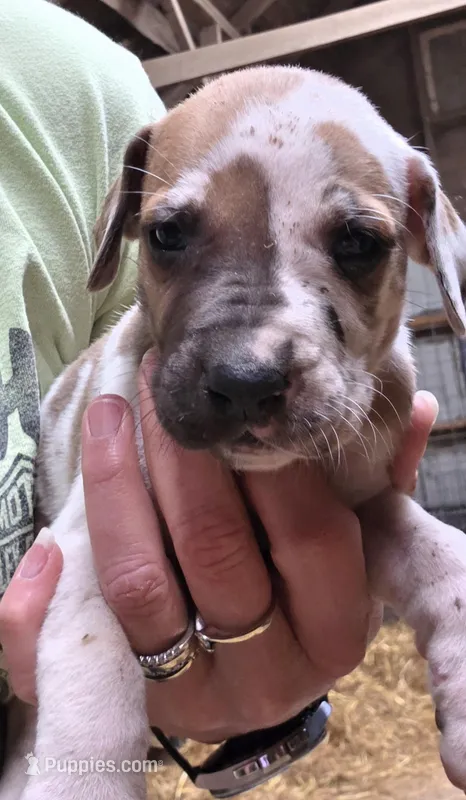 Alex – Great Dane puppy for sale in Blue Earth, MN