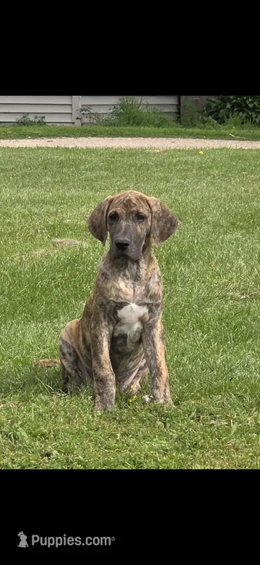 Sage – Great Dane puppy for sale in Blue Earth, MN
