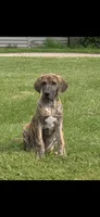 Sage, a female Great Dane for sale in Blue Earth, MN – 2 of 3