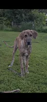 Sage, a female Great Dane for sale in Blue Earth, MN – 2 of 5