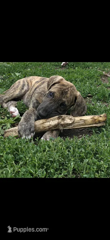 Dakota  – Great Dane puppy for sale in Blue Earth, MN