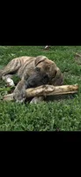 Dakota , a female Great Dane for sale in Blue Earth, MN – 1 of 1