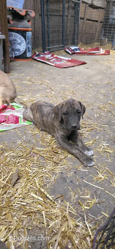 Ash – Great Dane puppy for sale in Blue Earth, MN