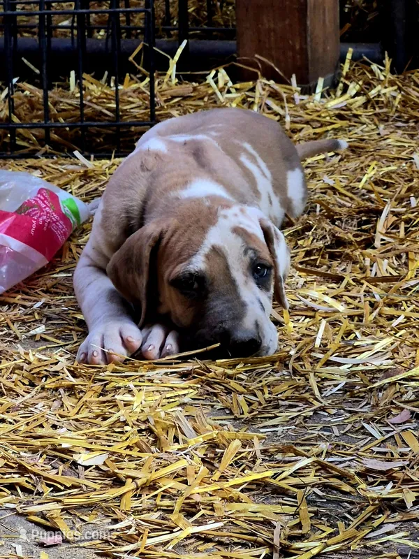 Alex – Great Dane puppy for sale in Blue Earth, MN