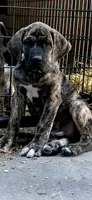Ash, a male Great Dane for sale in Blue Earth, MN – 2 of 2