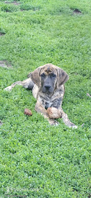 Ash – Great Dane puppy for sale in Blue Earth, MN