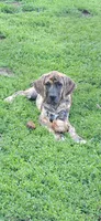 Ash, a male Great Dane for sale in Blue Earth, MN – 1 of 3