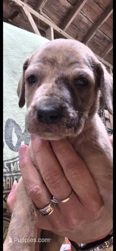 Cash – Great Dane puppy for sale in Blue Earth, MN