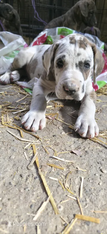 Cody – Great Dane puppy for sale in Blue Earth, MN