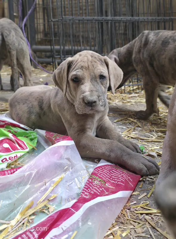 Cash – Great Dane puppy for sale in Blue Earth, MN