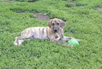 Sage, a female Great Dane for sale in Blue Earth, MN – 1 of 3