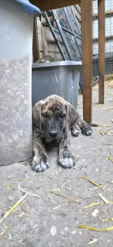 Ash – Great Dane puppy for sale in Blue Earth, MN