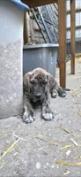 Ash, a male Great Dane for sale in Blue Earth, MN – 1 of 2