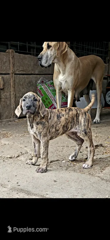 Sage – Great Dane puppy for sale in Blue Earth, MN