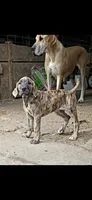 Sage, a female Great Dane for sale in Blue Earth, MN – 1 of 2