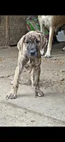 Sage, a female Great Dane for sale in Blue Earth, MN – 2 of 2