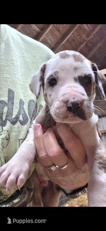 Cody – Great Dane puppy for sale in Blue Earth, MN
