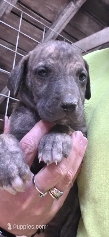 Sage, a female Great Dane for sale in Blue Earth, MN – Photo 1 of 1