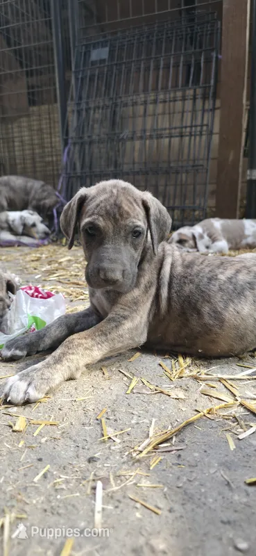 Sage – Great Dane puppy for sale in Blue Earth, MN