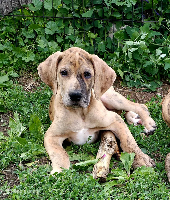 Cash – Great Dane puppy for sale in Blue Earth, MN