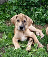 Cash, a male Great Dane for sale in Blue Earth, MN – 1 of 2