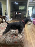 Brutus , a male Miniature Schnauzer for sale in Henderson, TN – 3 of 8