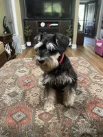 Brutus , a male Miniature Schnauzer for sale in Henderson, TN – 6 of 8