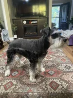 Charlie - AKC Sold, a male Miniature Schnauzer for sale in Henderson, TN – 4 of 8