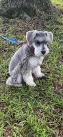 Rocky, a male Miniature Schnauzer for sale in Henderson, TN – 6 of 9