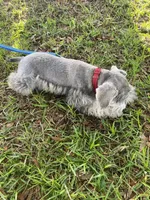 Rocky, a male Miniature Schnauzer for sale in Henderson, TN – 4 of 9