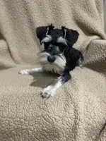 Roxy, a female Miniature Schnauzer for sale in Henderson, TN – 5 of 5