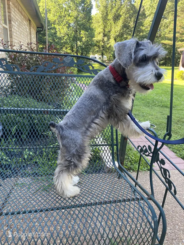 Rocky – Miniature Schnauzer puppy for sale in Henderson, TN