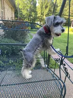 AKC Rocky, a male Miniature Schnauzer for sale in Henderson, TN – 5 of 7