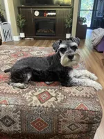 Charlie - AKC Sold, a male Miniature Schnauzer for sale in Henderson, TN – 7 of 8