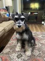 Brutus - AKC  Sold , a male Miniature Schnauzer for sale in Henderson, TN – 2 of 8