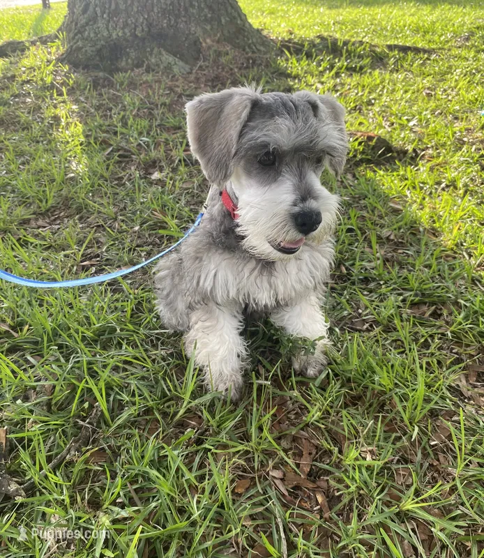 AKC Rocky – Miniature Schnauzer puppy for sale in Henderson, TN