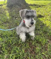 AKC Rocky, a male Miniature Schnauzer for sale in Henderson, TN – 1 of 7